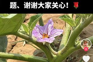 状态出色！康宁汉姆半场14中8砍下24分5篮板4助攻